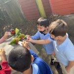 PARAKEET FEEDING