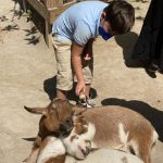 FARM PETTING