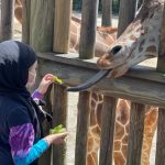 FEEDING GIRAFFE